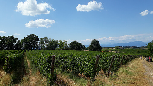 agricolla cottini winery valpolicella vineyard